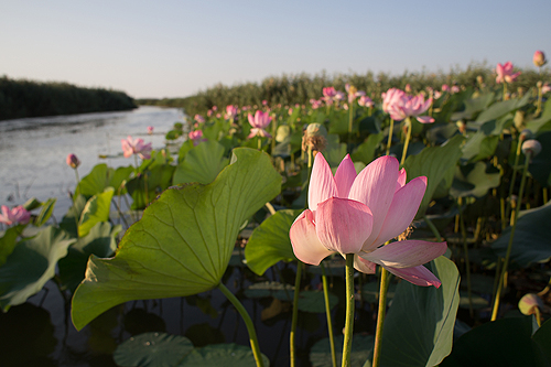 В долину лотосов